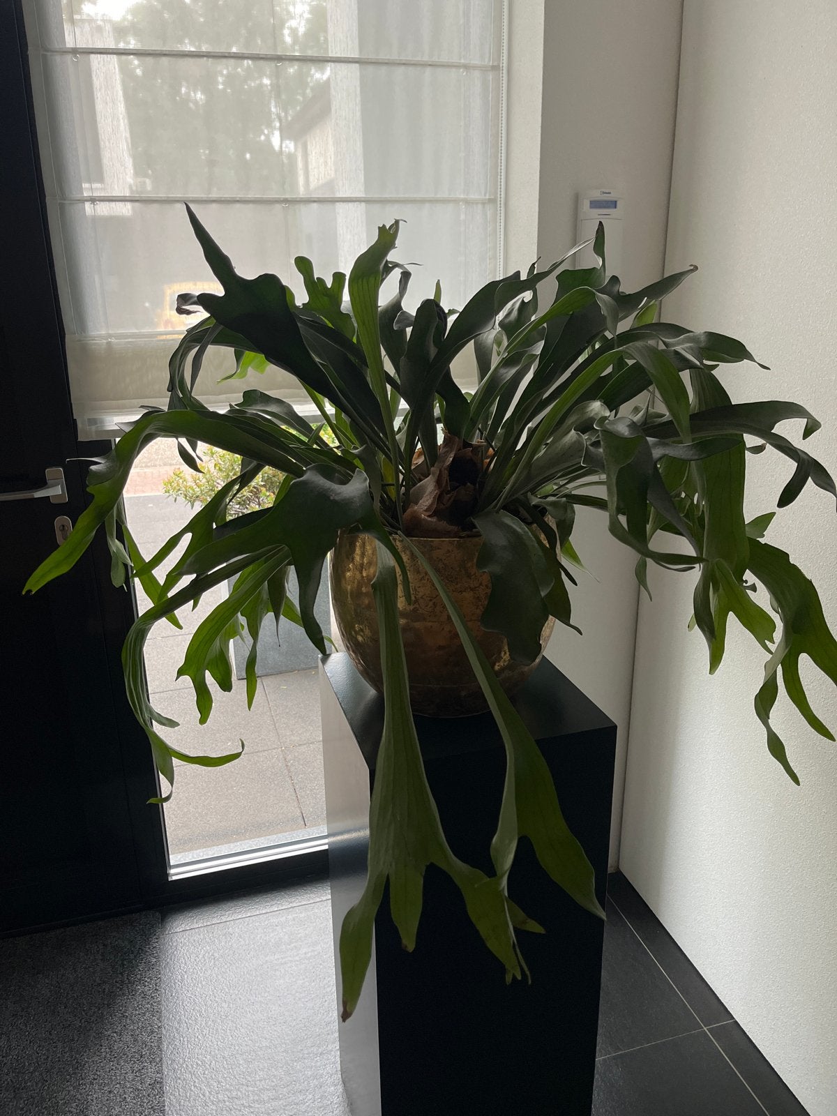 Grote Hertshoornvaren, Ophalen, 100 tot 150 cm, Overige soorten, Halfschaduw