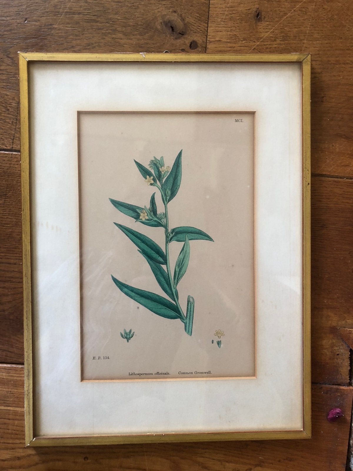 Oude lijst met afbeelding plant. 24x33, Ophalen of Verzenden