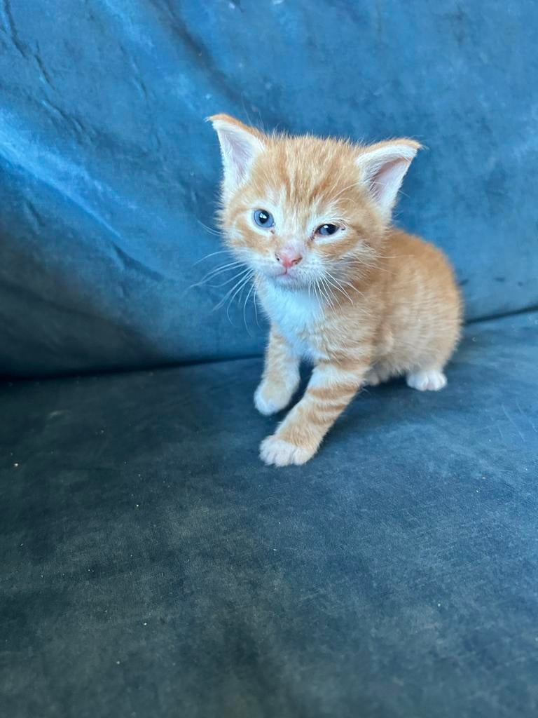 Lieve kittens te koop – 3 katers en 1 poes – vanaf 29 mei, Meerdere dieren, 0 tot 2 jaar