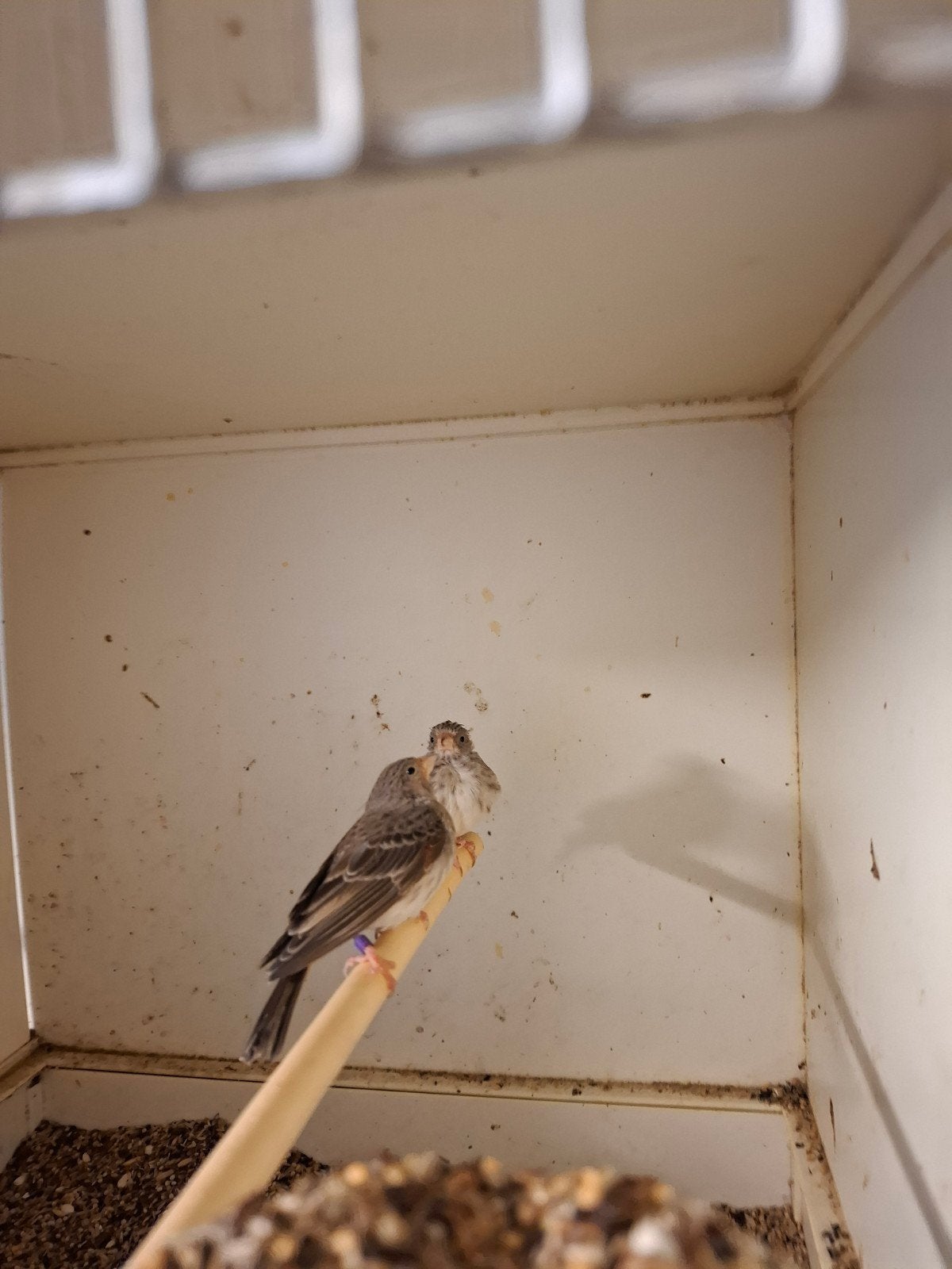 Witstuit edelzanger pop ger v 25 zit buiten, Vrouwelijk, Geringd