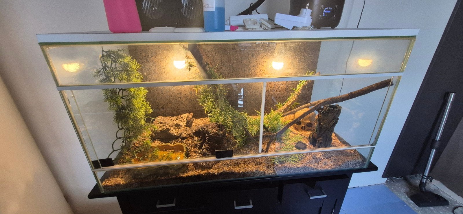 terrarium 1x.0.5x0.5m inclusief rode rattenslang man, Ophalen
