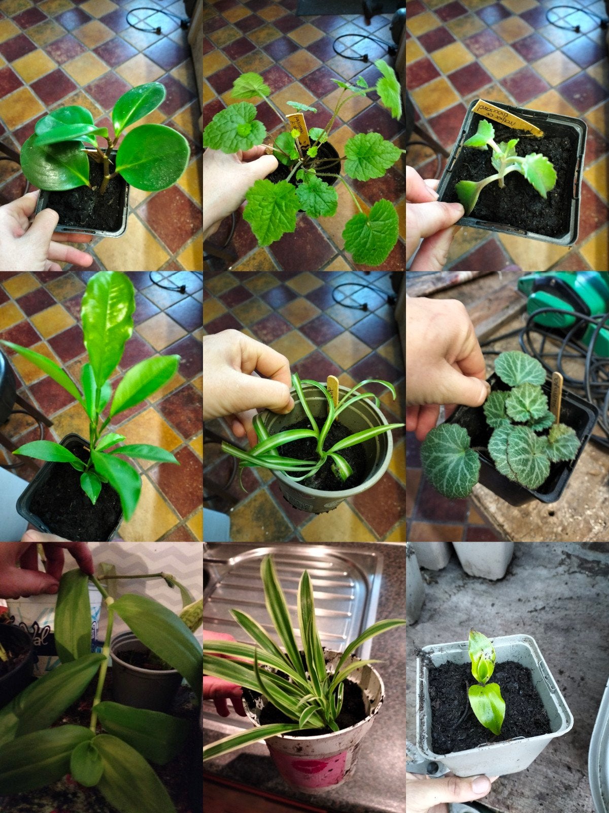 Te koop kamerplanten, binnenplant stekjes.
Alle, Ophalen of Verzenden, Halfschaduw, Minder dan 100 cm
