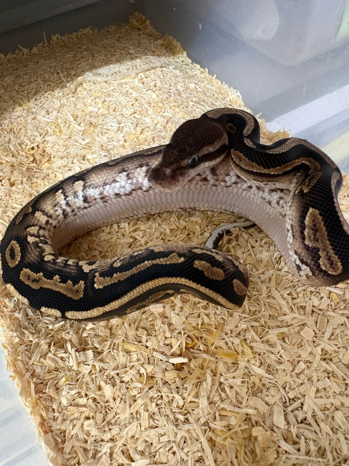 Mannetje Cinnamon poss het dg koningspython ballpython Ball Python photo 2