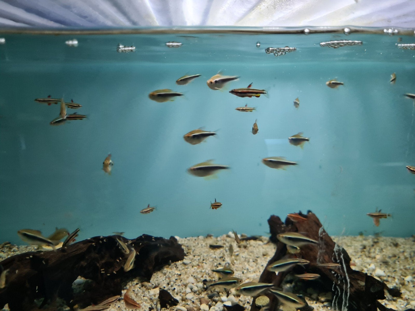 Zwarte Neon Tetra, Hyphessobrycon herbertaxelrodi, Dieren en Toebehoren, Vissen | Aquariumvissen, Vis, Zoetwatervis