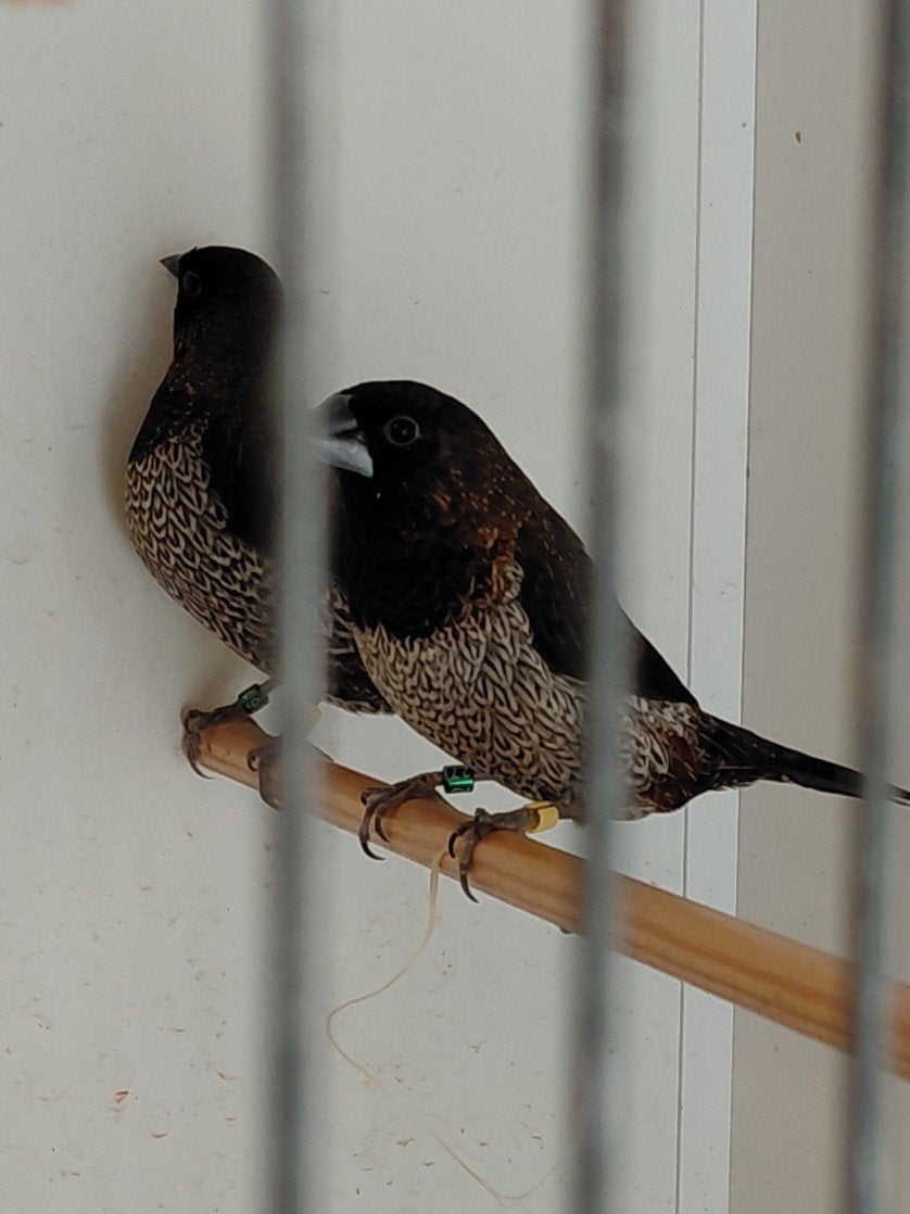 te koop.2 mannen japanse meeuwtjes, Dieren en Toebehoren