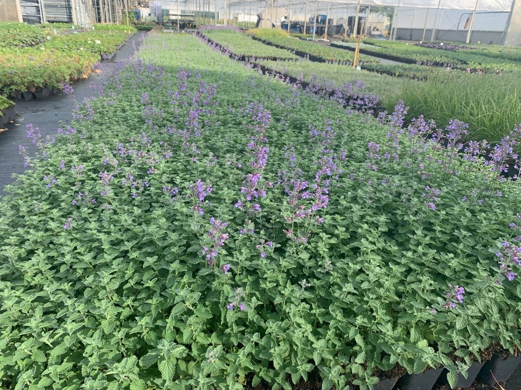 Lavendel – Lavandula – diverse soorten & variëteiten, Tuin en Terras, Planten | Tuinplanten, Overige soorten, Volle zon, Vaste plant