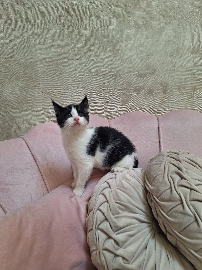 Lief poesje te koop, Poes, Kortharig, 0 tot 2 jaar