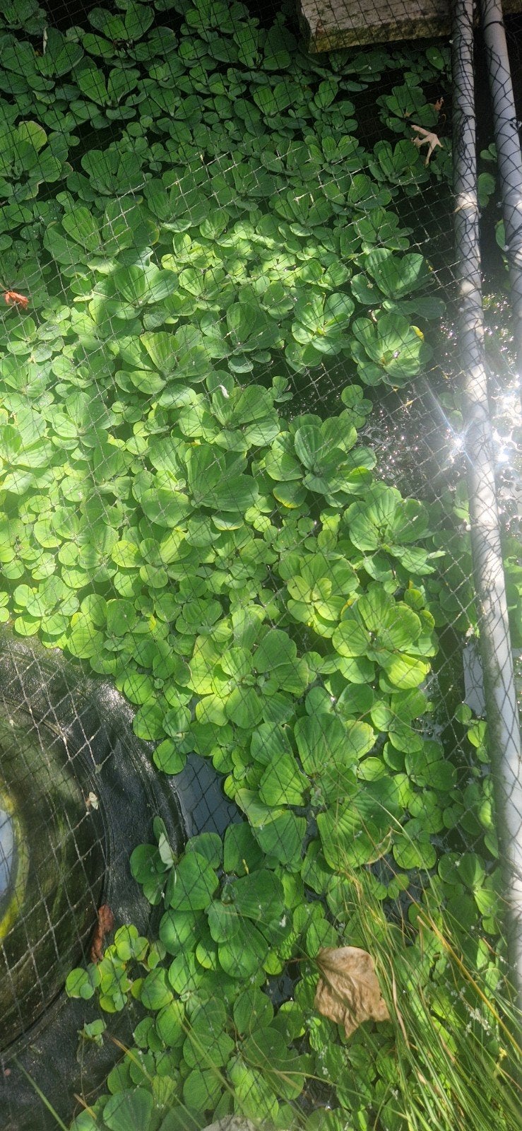 Drijfplanten voor vijver of aquarium.50 stuks voor 5euro, Ophalen