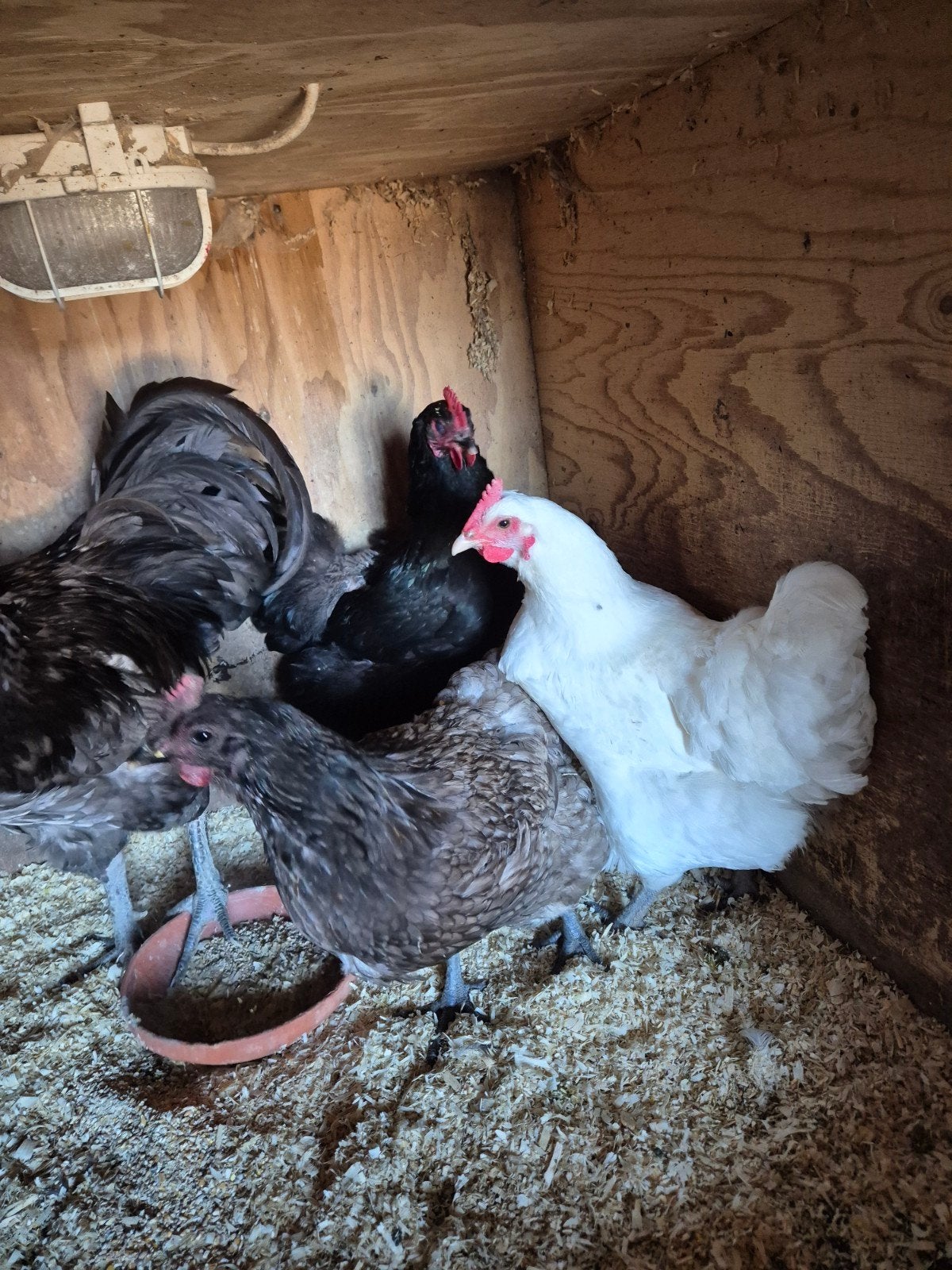 Jersey giants kippen, Dieren en Toebehoren, Pluimvee, Meerdere dieren, Kip