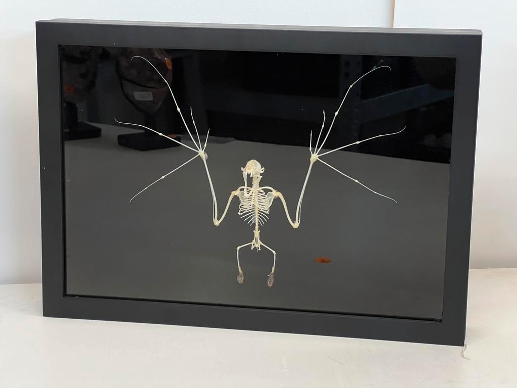 VLEERMUIS SKELET XL, Verzamelen, Dierenverzamelingen, Nieuw, Overige typen, Ophalen of Verzenden