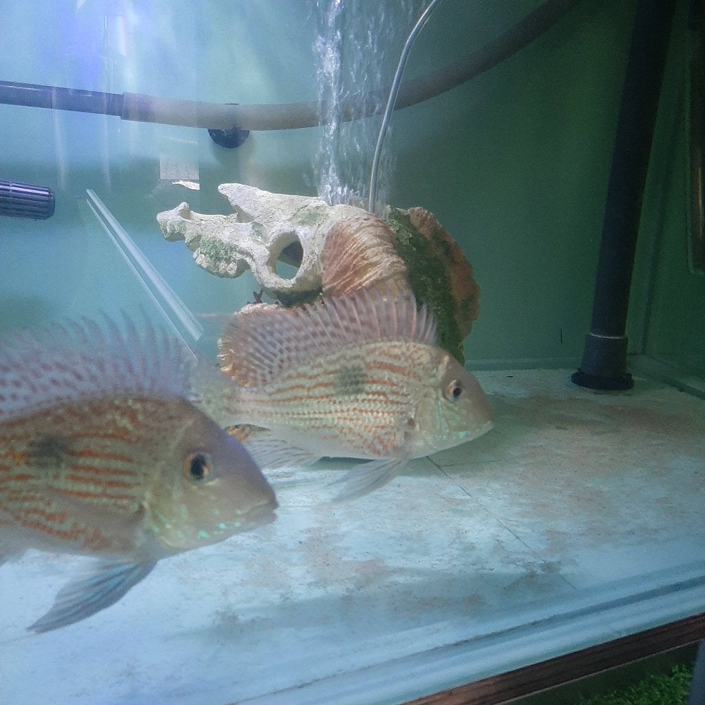 Geophagus Sveni te koop, Dieren en Toebehoren, Vis, Zoetwatervis