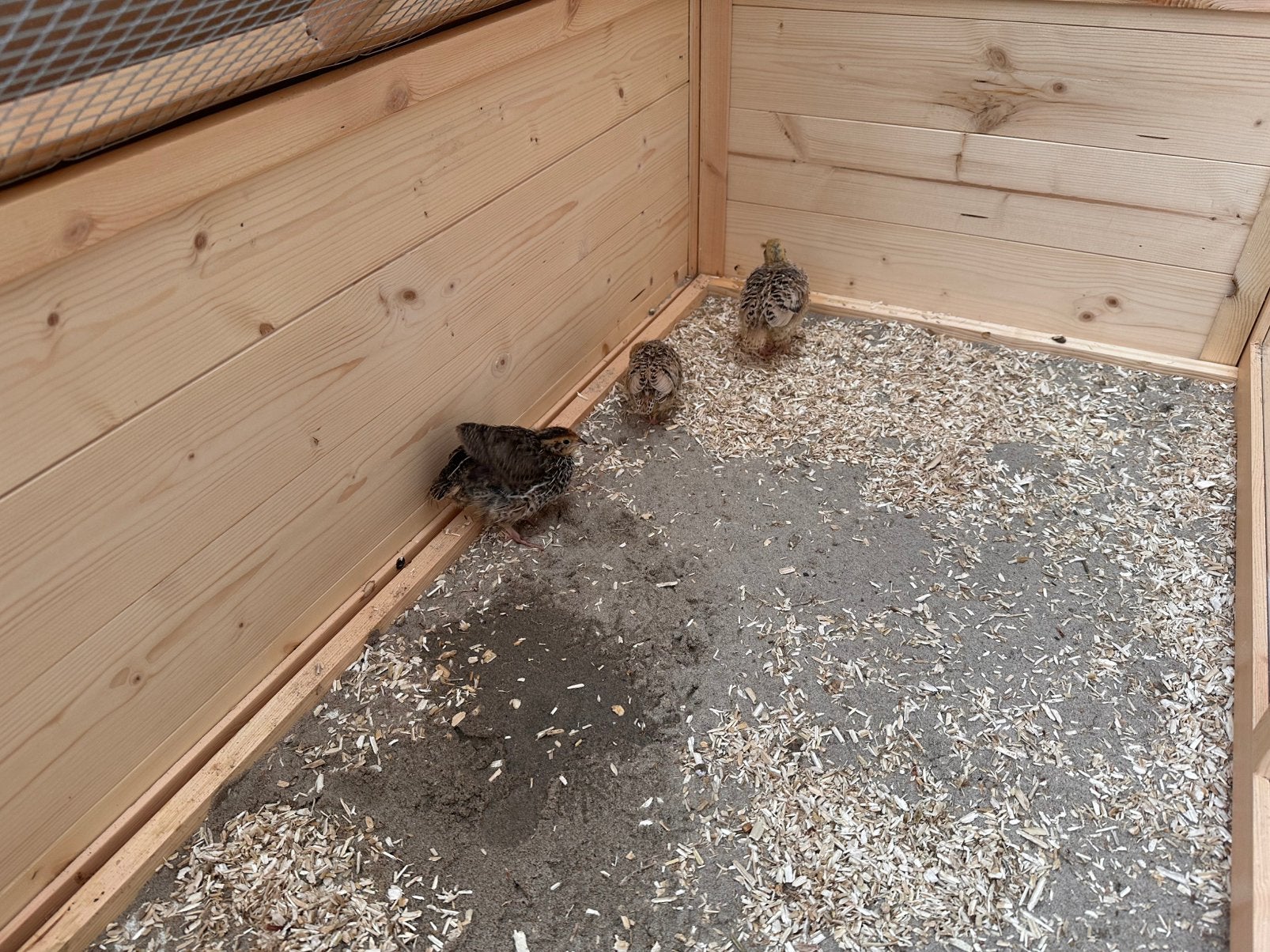 3 tal japanse kwartels - kuikens , 3 stuks kwartel, Dieren en Toebehoren, Geslacht onbekend, Overige soorten