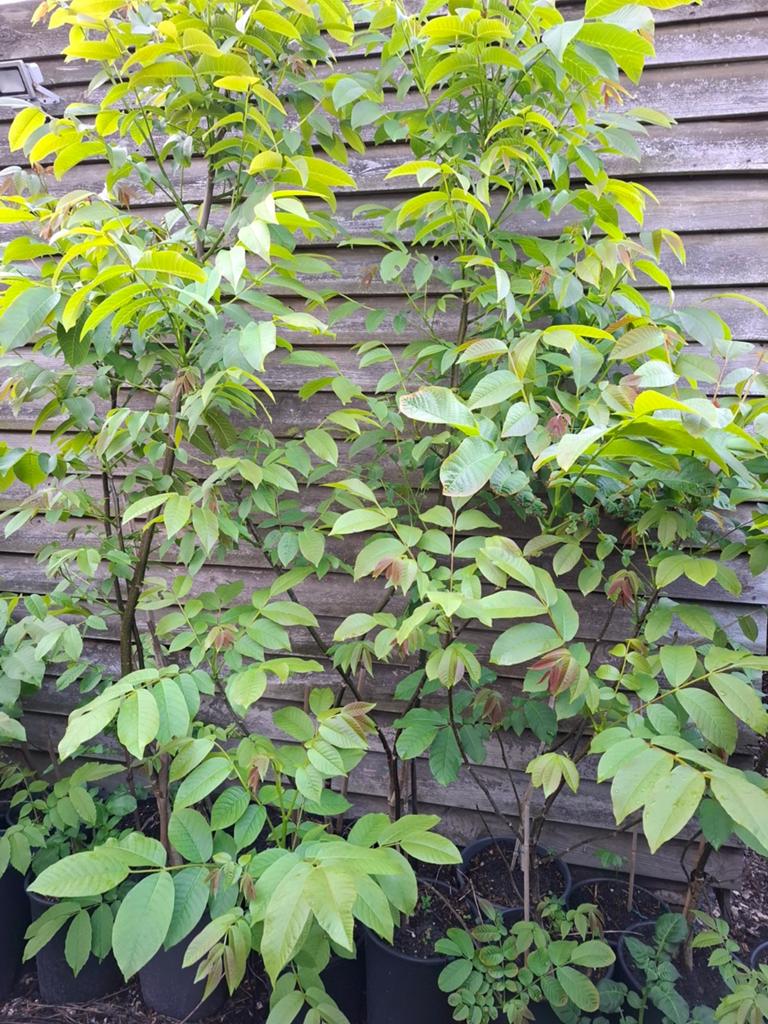 Walnootbomen in pot - Diverse hoogtes, Tuin en Terras, Ophalen