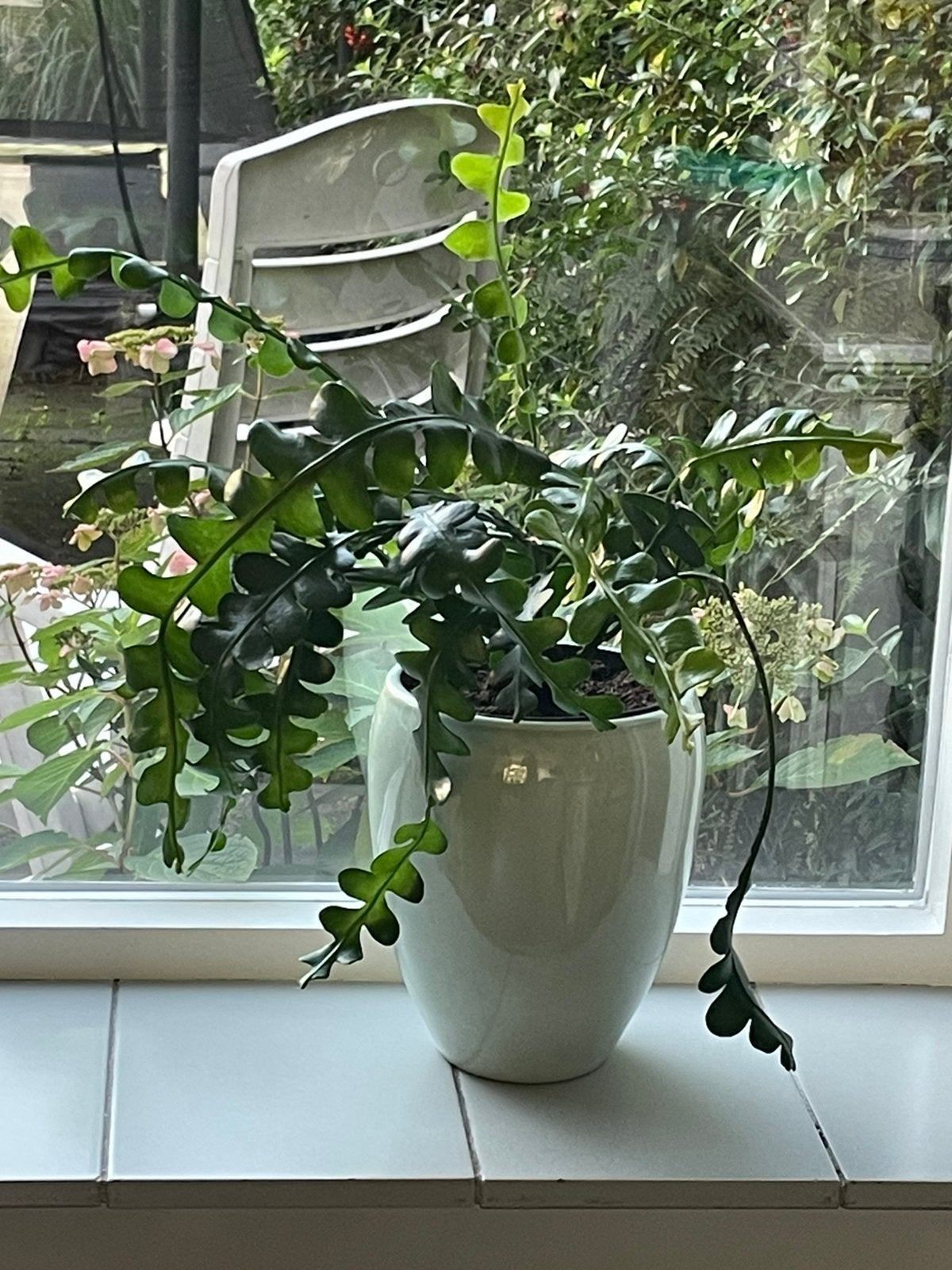 Epiphyllum Anguliger - Zaagcactus, Vaste plant, Bloeit niet, Halfschaduw, Ophalen