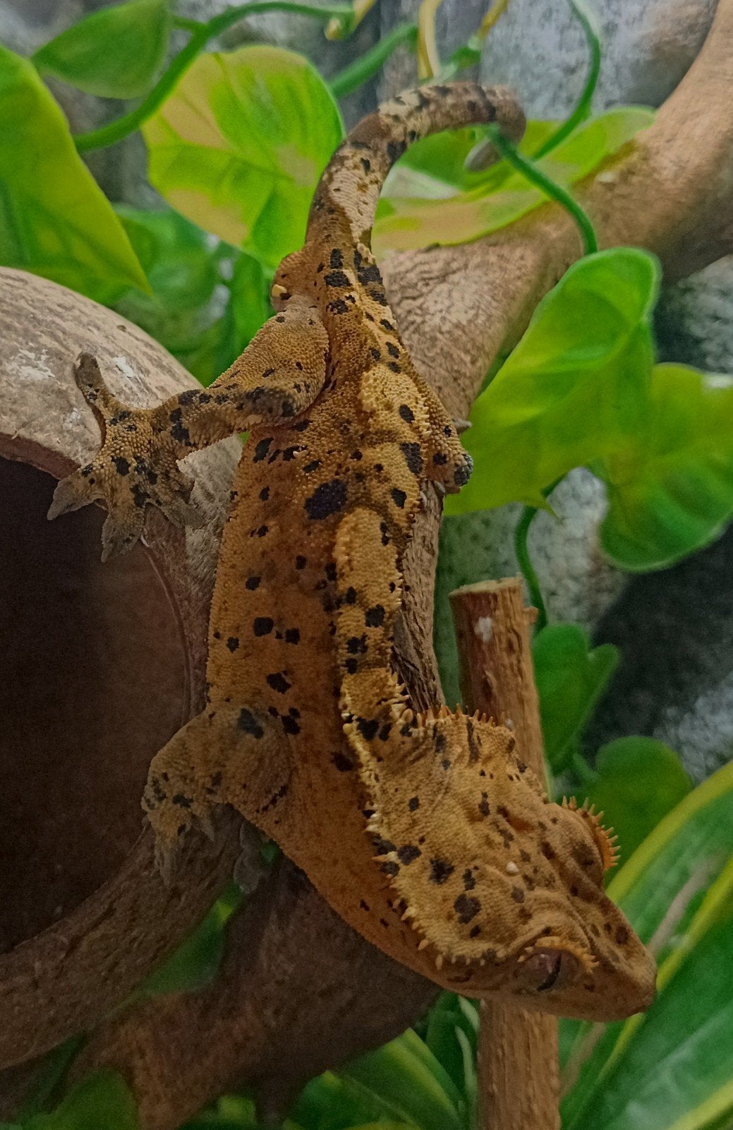 Wimpergekko man superdalmatian, Dieren en Toebehoren, Hagedis, 3 tot 6 jaar
