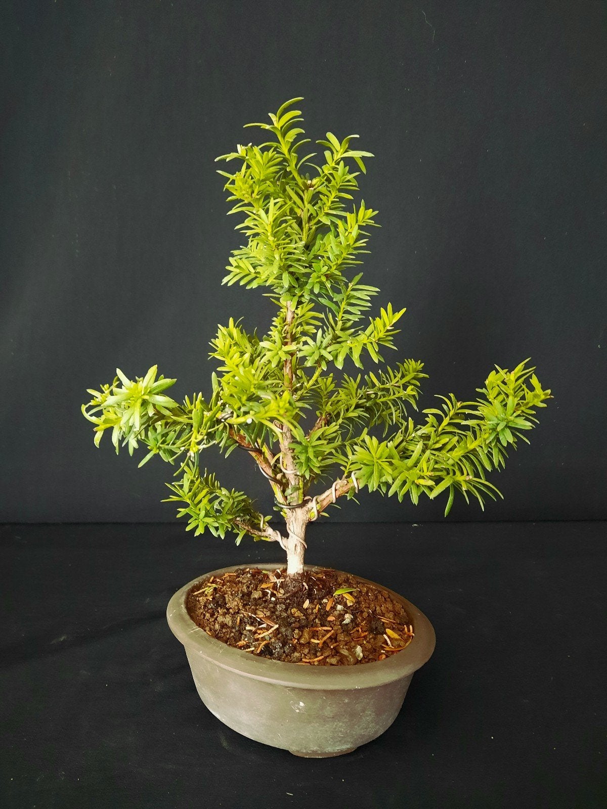 bonsai Taxus cuspidata, Tuin en Terras, Ophalen of Verzenden