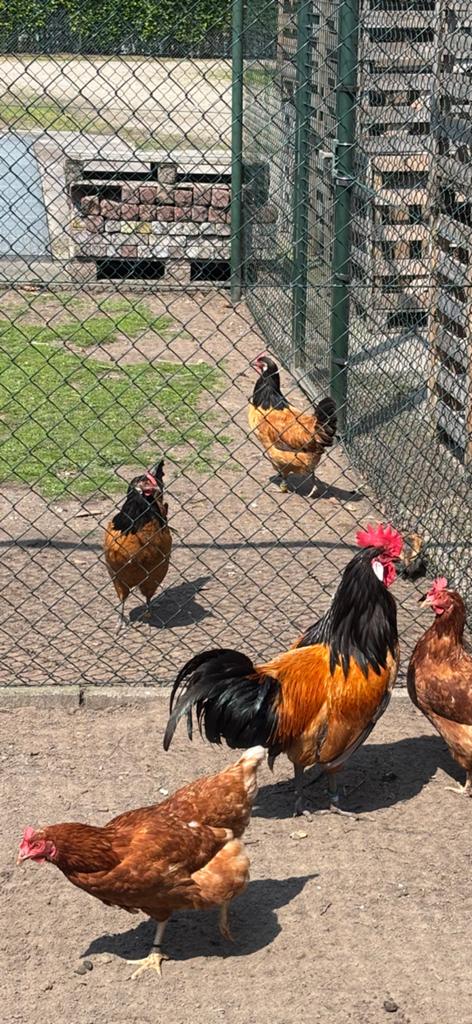 Vorwerk, Dieren en Toebehoren, Meerdere dieren, Kip