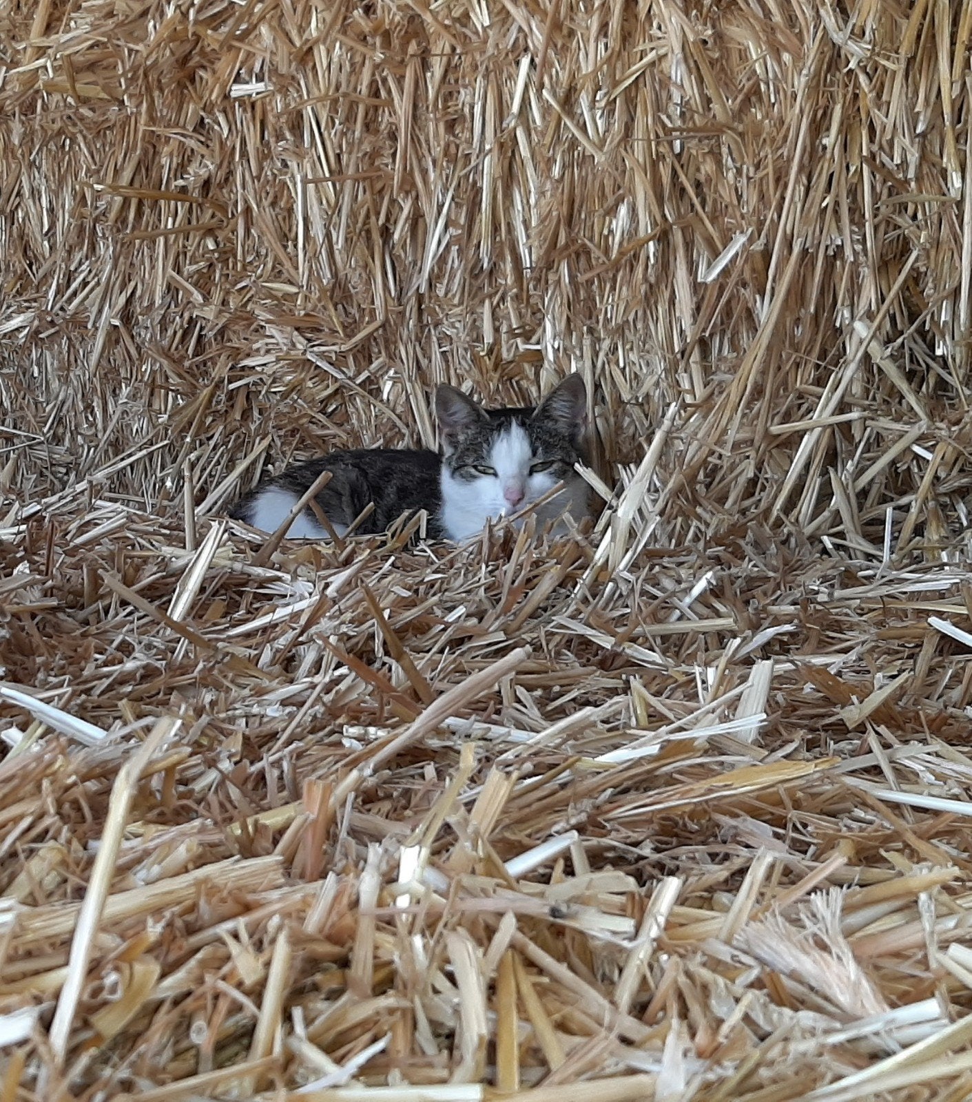 goed huis gezocht voor lief klein poesje, Dieren en Toebehoren, Katten en Kittens | Overige Katten, Poes