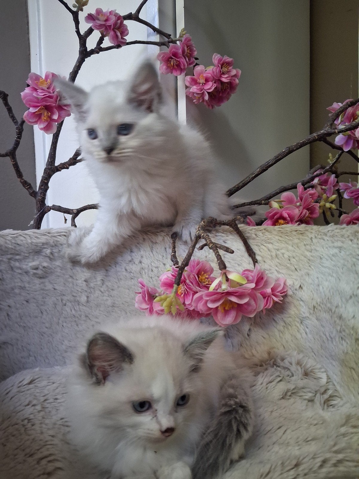 ragdoll kittens uit geteste ouders, 0 tot 2 jaar