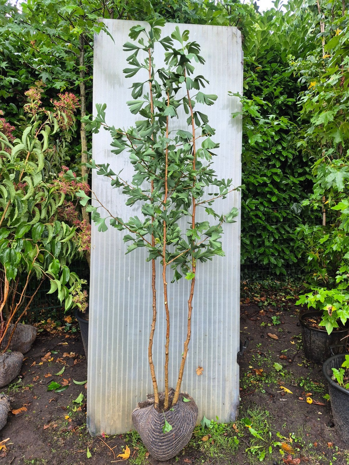 Ginkgo biloba, Bloeit niet, Overige soorten, 100 tot 250 cm, Ophalen