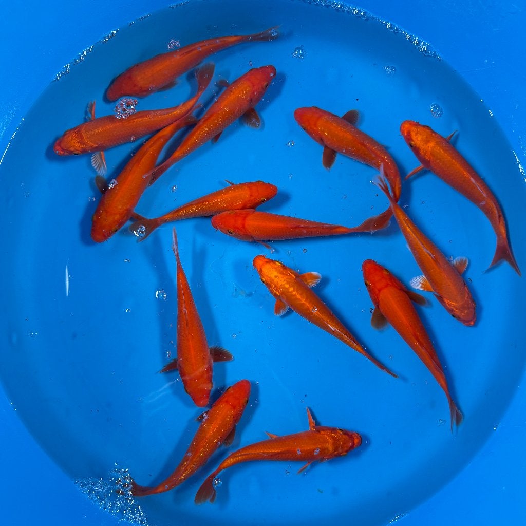 Yagenji Benigoi Mix | Tosai 12–15 cm, Karper of Koi