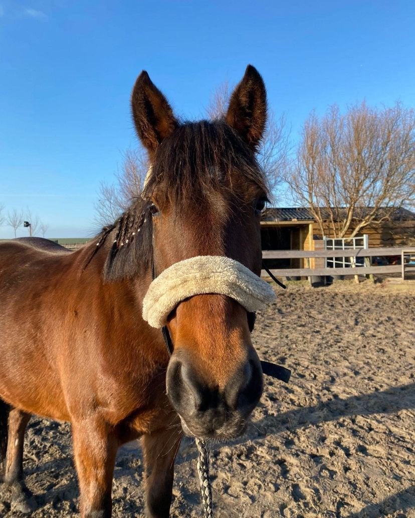 Lieve d pony merrie, Zadelmak, 7 tot 10 jaar, Recreatiepony, D pony (1.37m tot 1.48m)