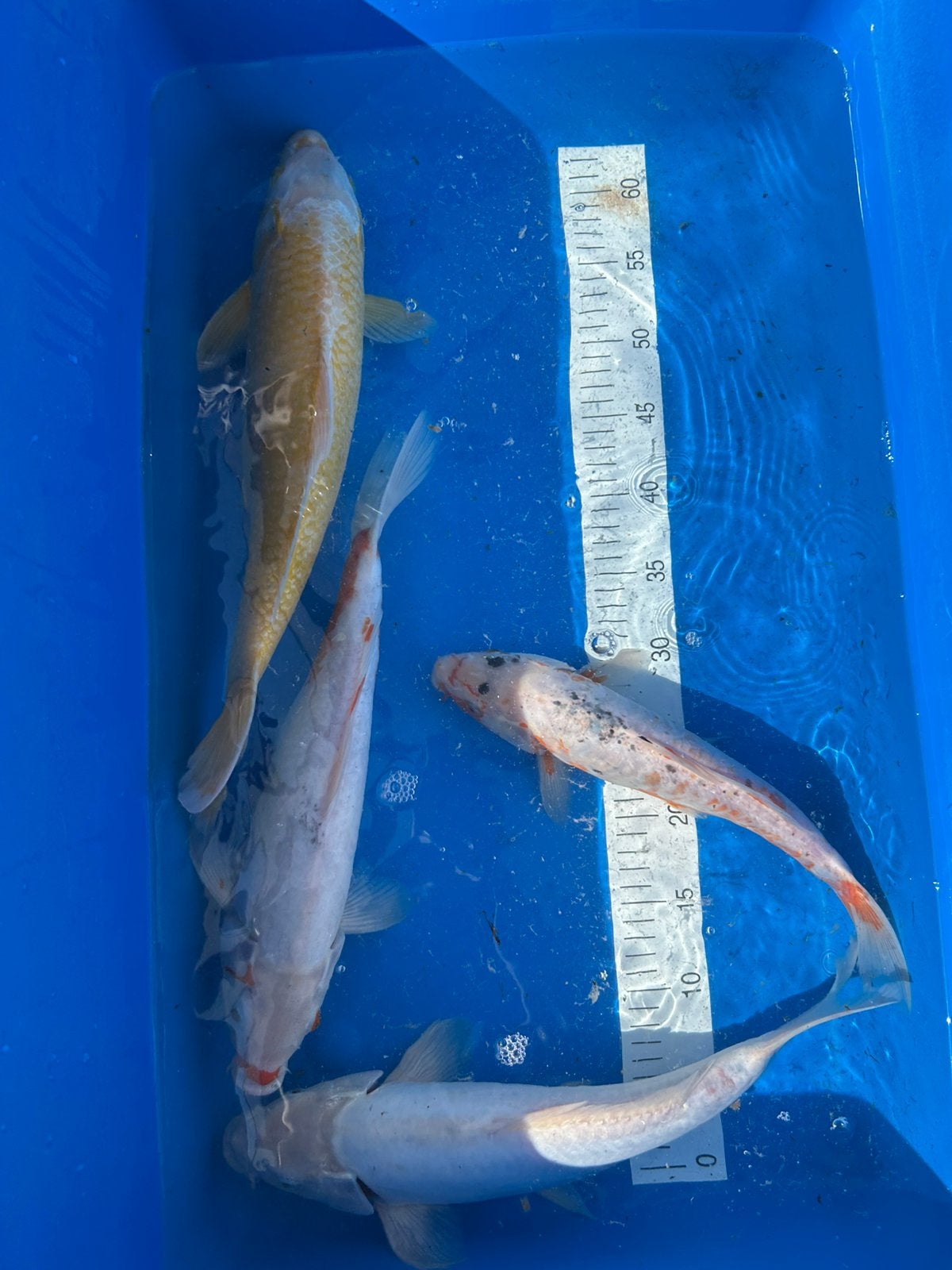 4 koi’s 25/45cm, Karper of Koi