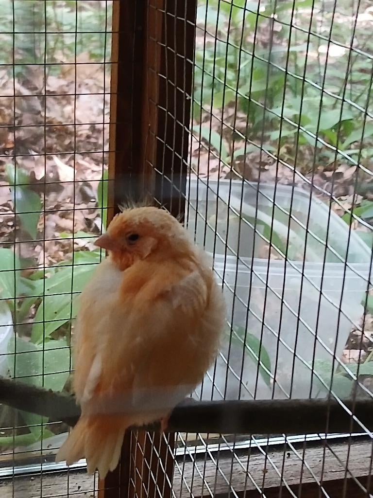Kanaries, Dieren en Toebehoren, Meerdere dieren, Kleurkanarie