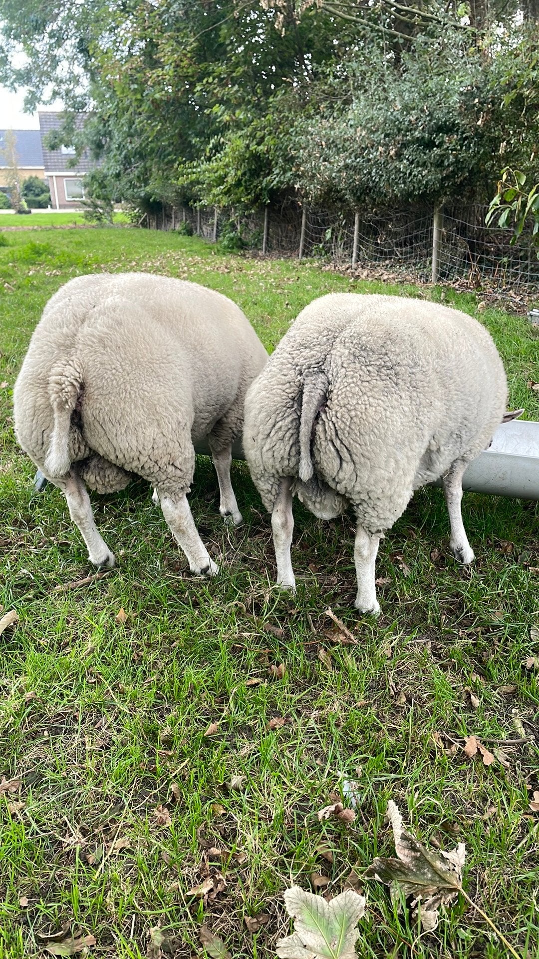 Mooie dek rammen te koop het zijn tweelingen., Mannelijk, Schaap
