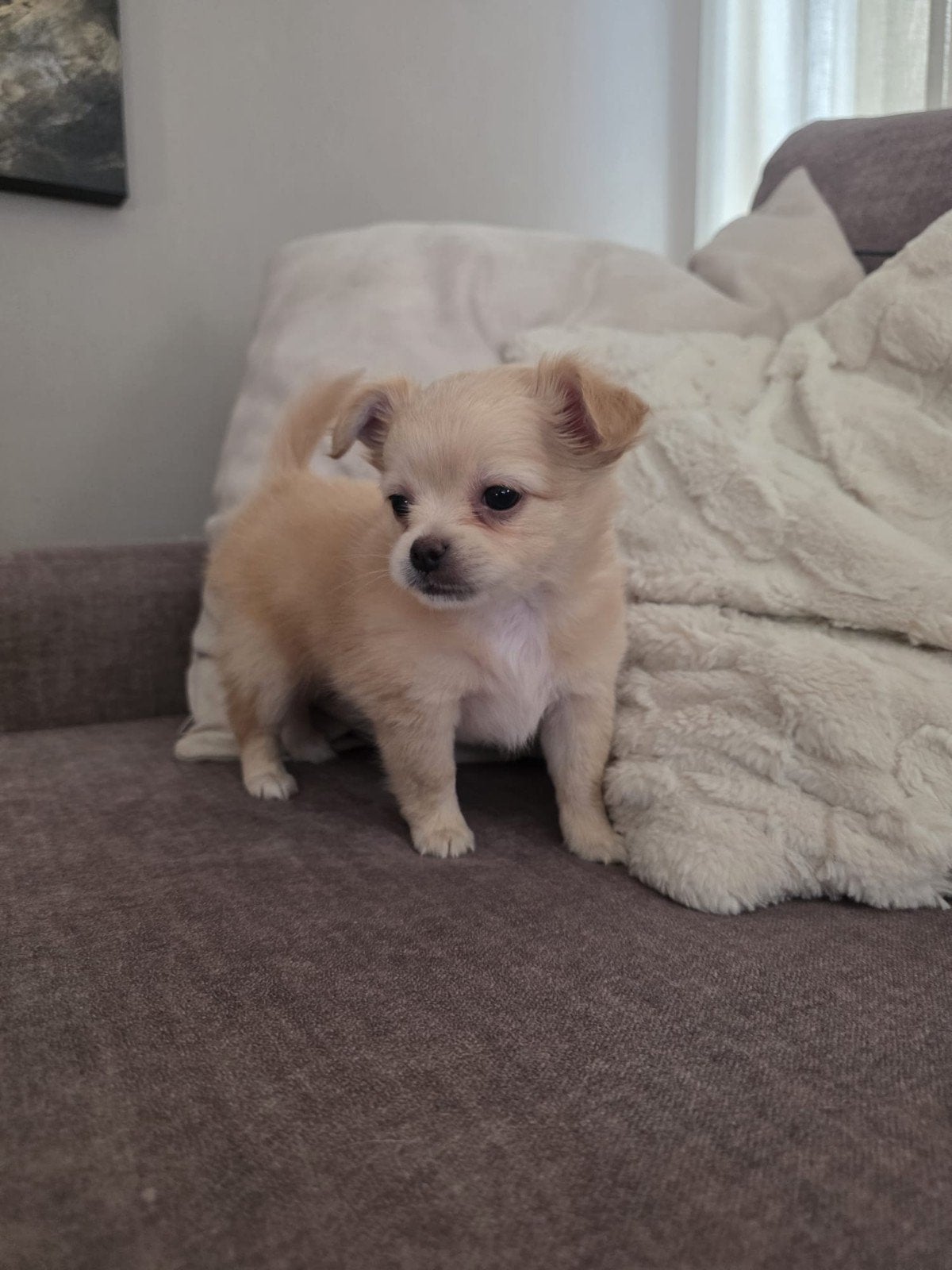 Chihuahua pups, Dieren en Toebehoren, Honden | Chihuahua's en Gezelschapshonden, Reu, 8 tot 15 weken, Meerdere, Chihuahua