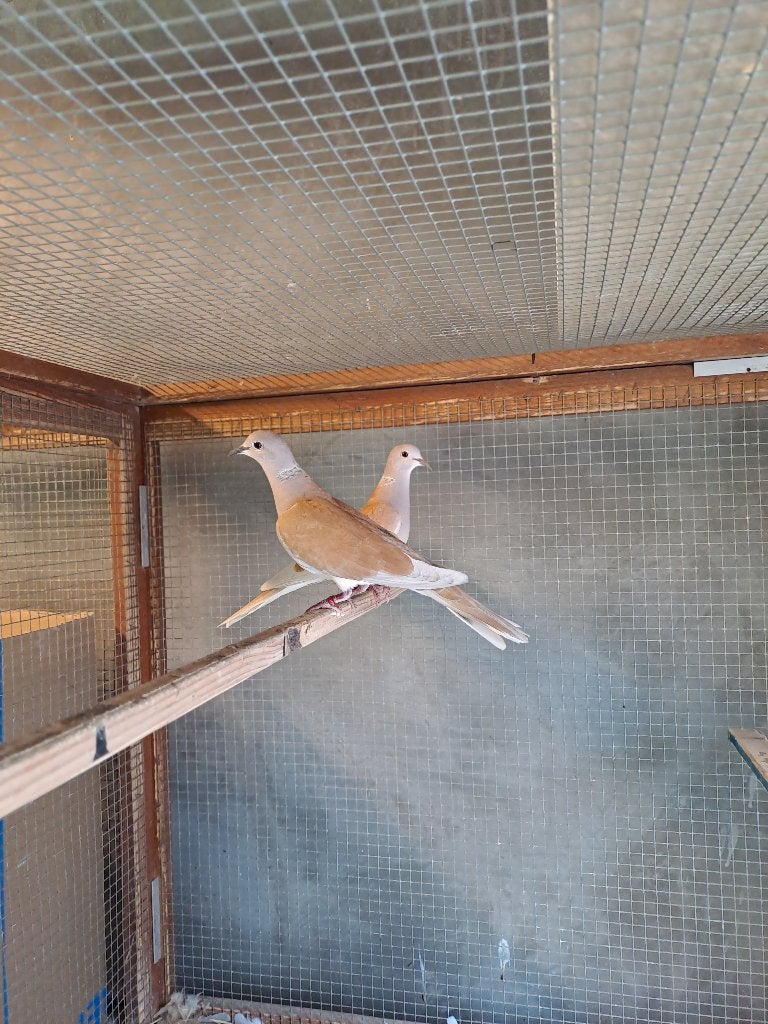 lachduiven, tortelduiven, kweekkoppel, Dieren en Toebehoren, Meerdere dieren, Tortelduif