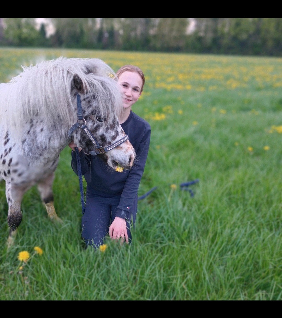 Appaloosa pony, Dieren en Toebehoren, Ruin