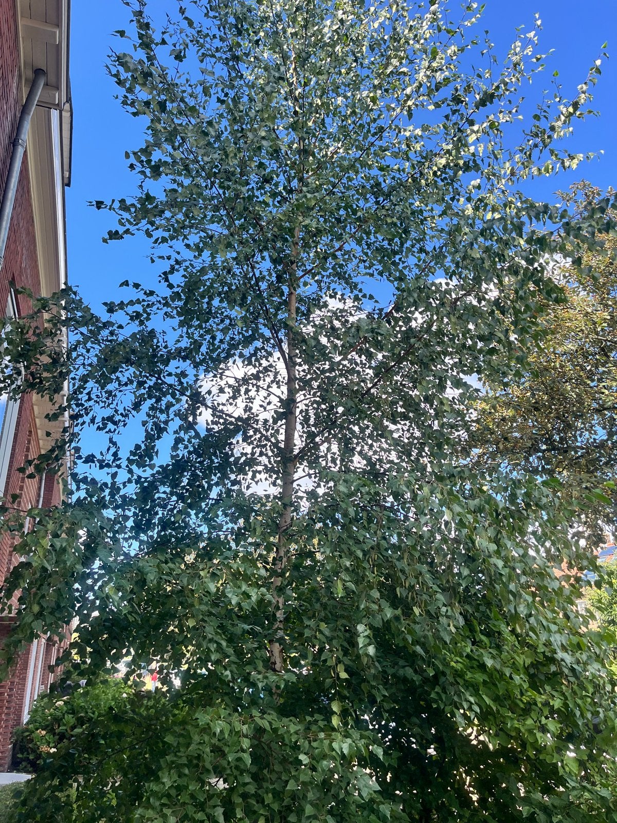 Prachtige Zilverberk boom - Betula Pendula, Tuin en Terras, Planten | Bomen, Overige soorten, Lente, 400 cm of meer, Ophalen