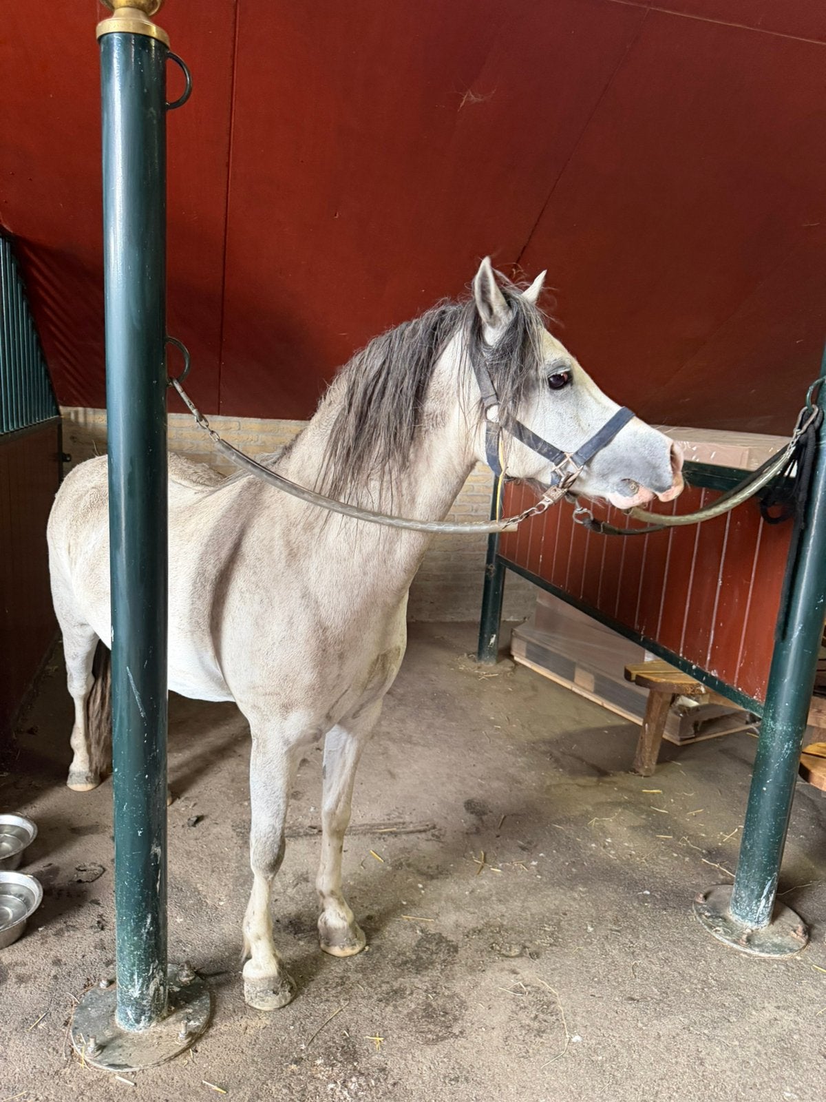 Welsh ponys, Met stamboom, Ruin, 3 tot 6 jaar, B pony (1.17m tot 1.27m)
