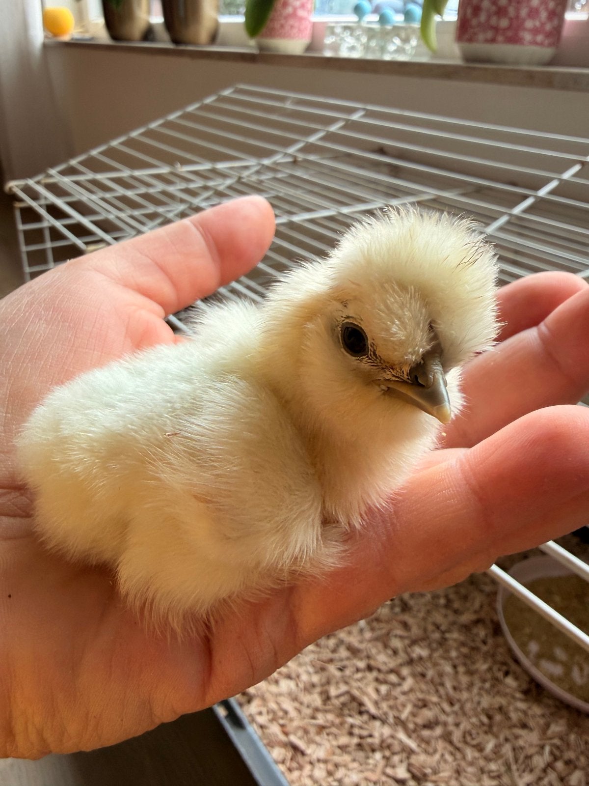 Zijdehoen kuikens, Dieren en Toebehoren, Geslacht onbekend, Kip