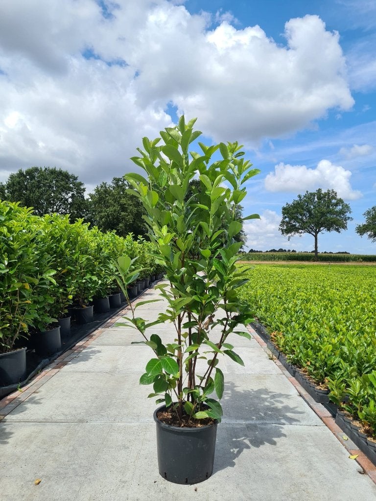 Prunus laurier C15 80-120, Halfschaduw, Overige soorten, Lente, 100 tot 250 cm
