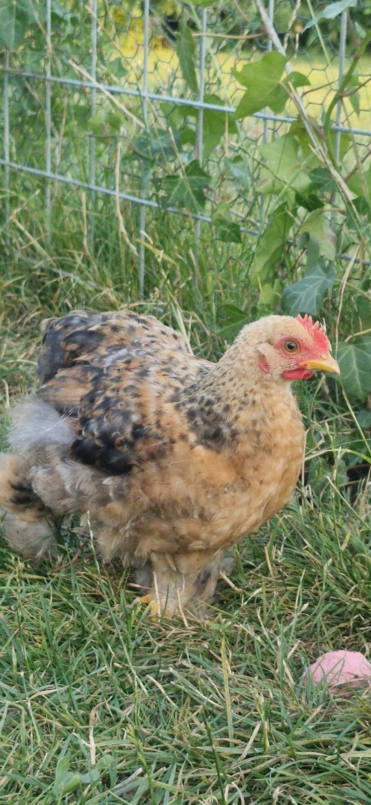 cochin 8 weken oud, Dieren en Toebehoren, Mannelijk, Kip