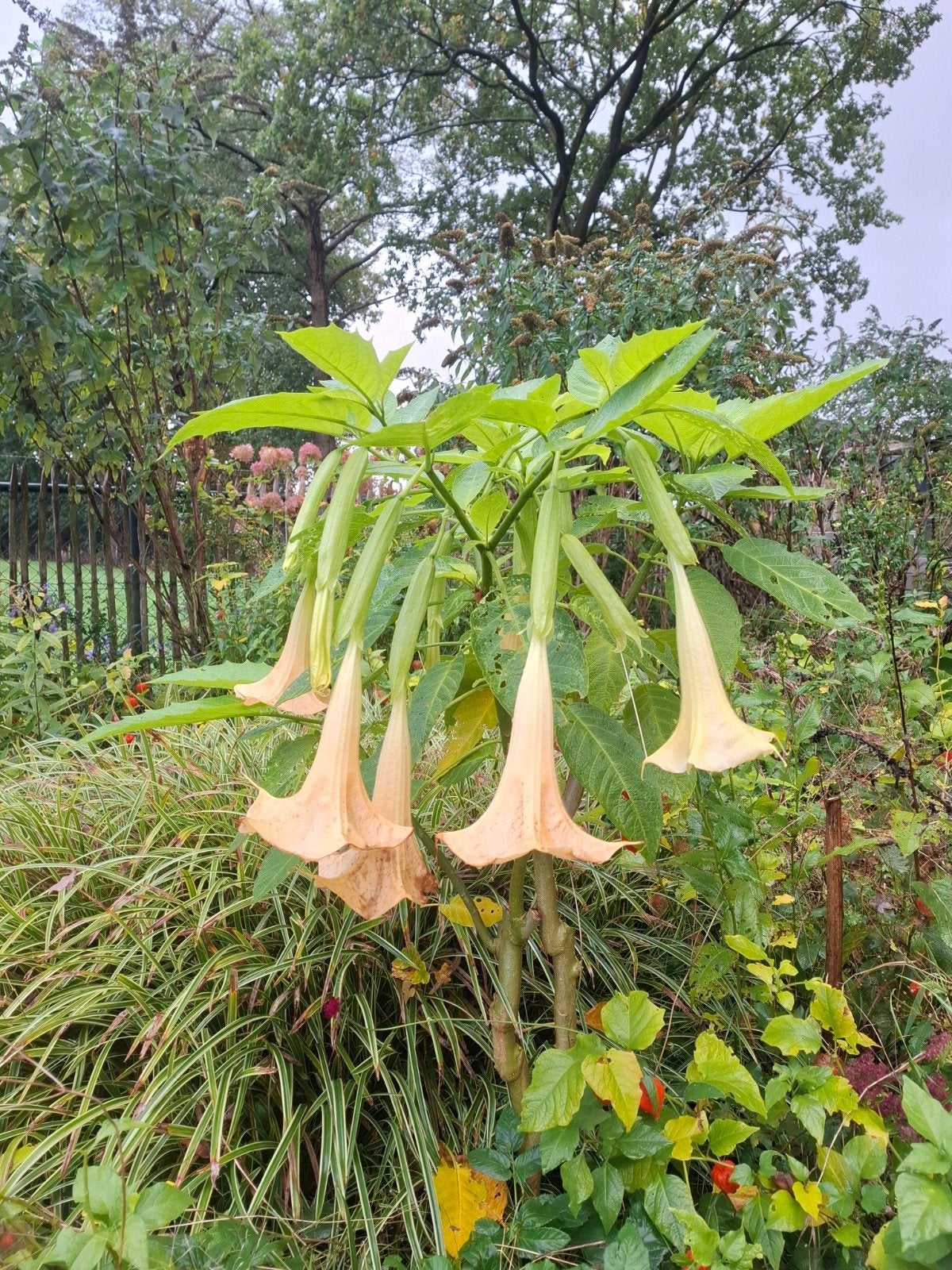 Brugmansia (Engelentrompet) - Prachtige bloeier, Volle zon, Vaste plant, Zomer, Ophalen