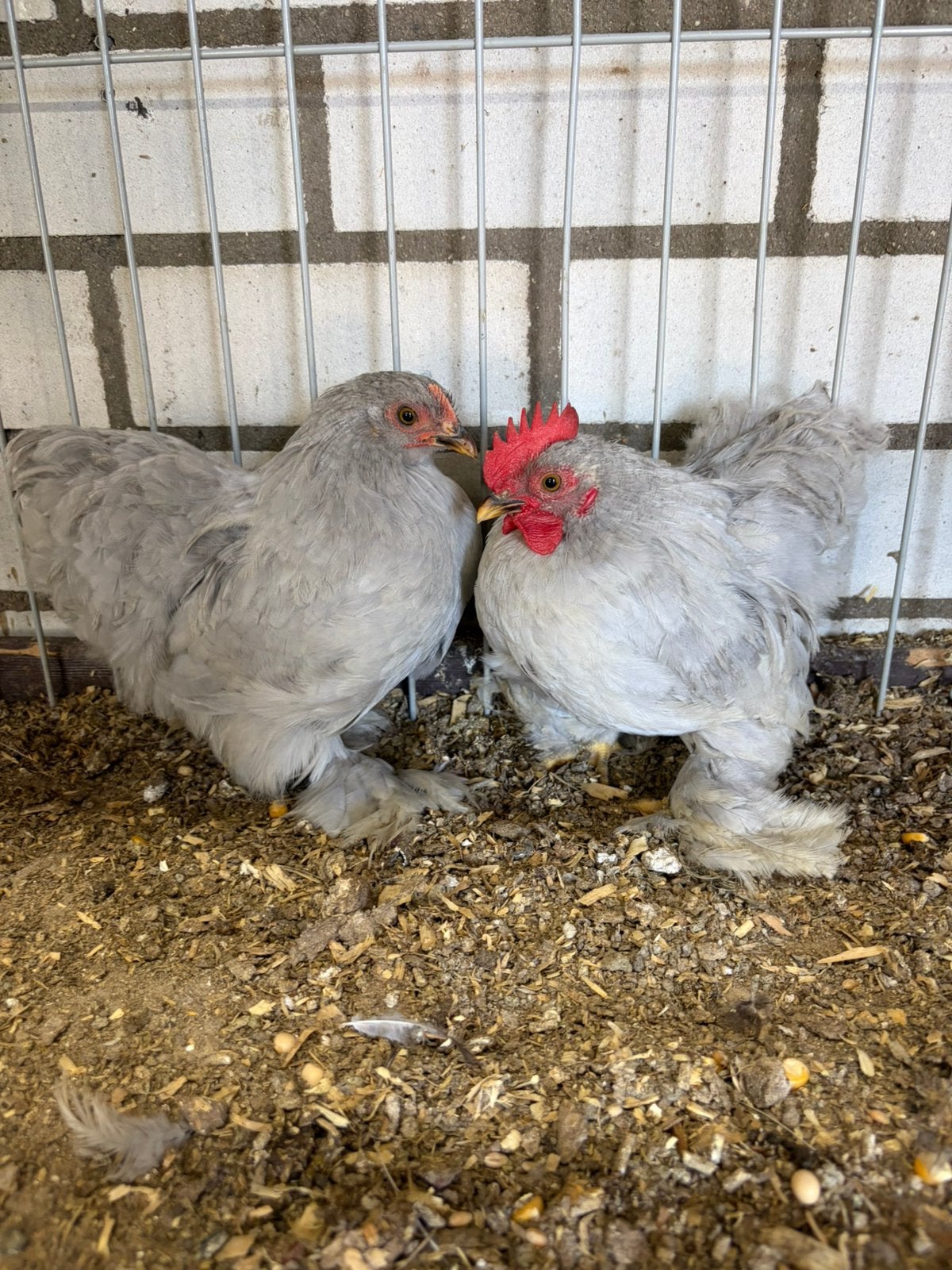 Cochin krielen, Dieren en Toebehoren, Meerdere dieren, Kip
