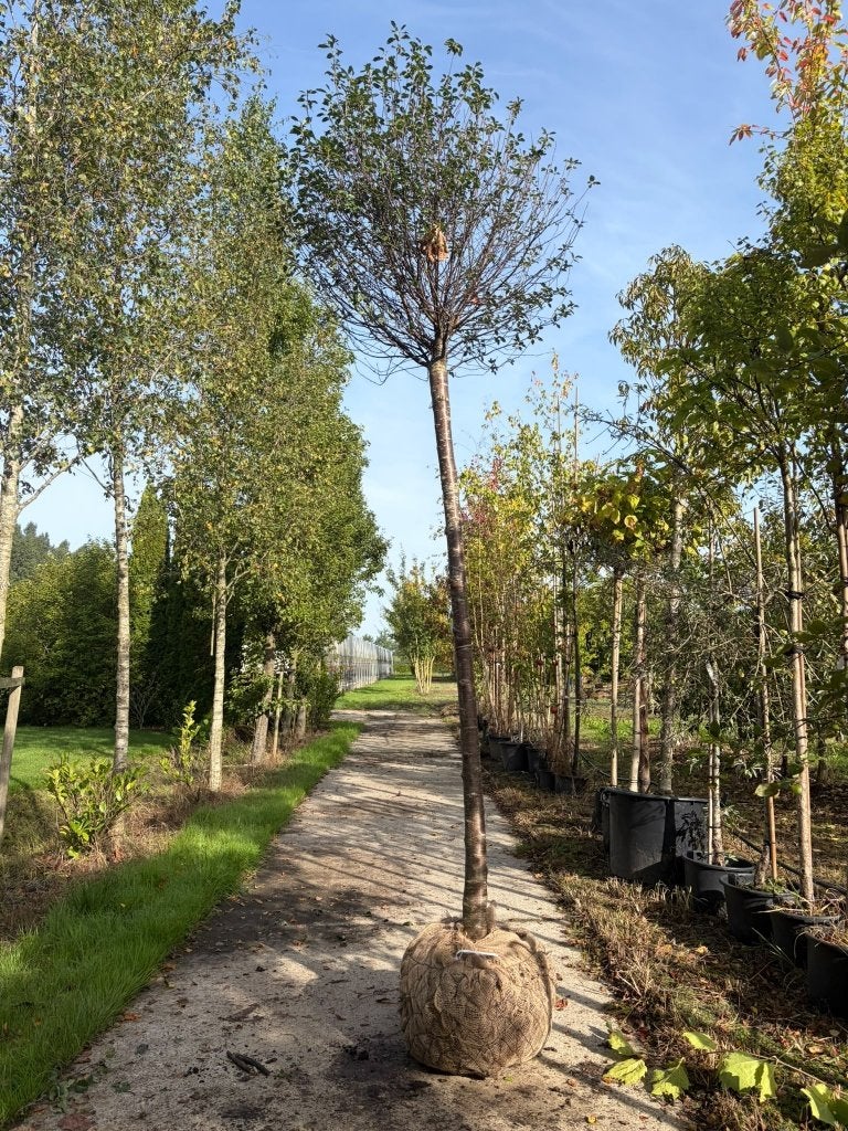 Bol sierkers prunus eminens umbraculifera outlet, Lente, 250 tot 400 cm, Ophalen, Volle zon