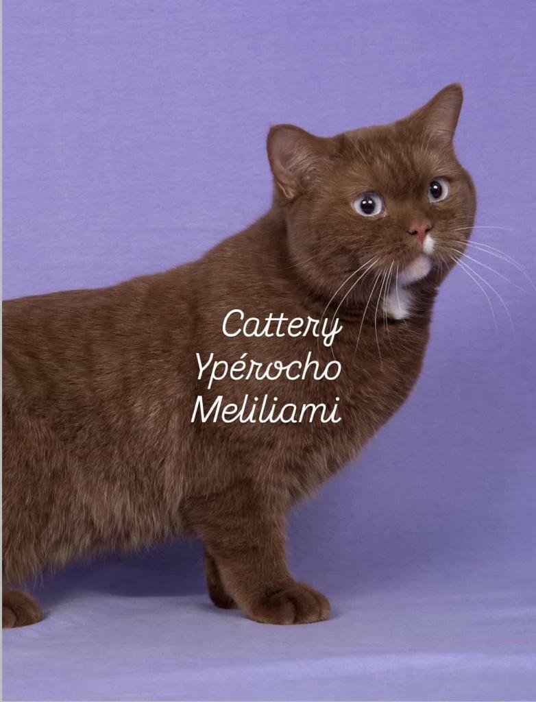 Brits korthaar kittens verwacht cinnamon, Meerdere dieren, Met stamboom, 0 tot 2 jaar
