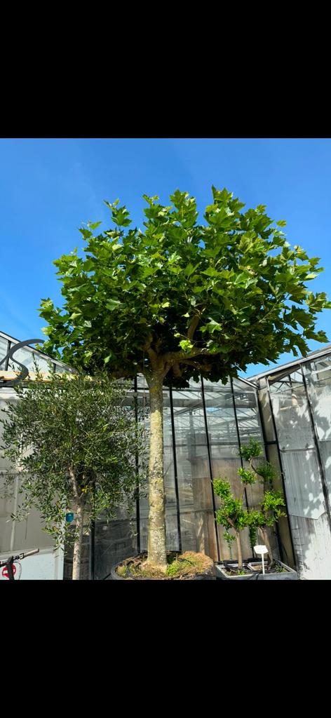 Dakplataan, Ophalen, Volle zon, Dakboom