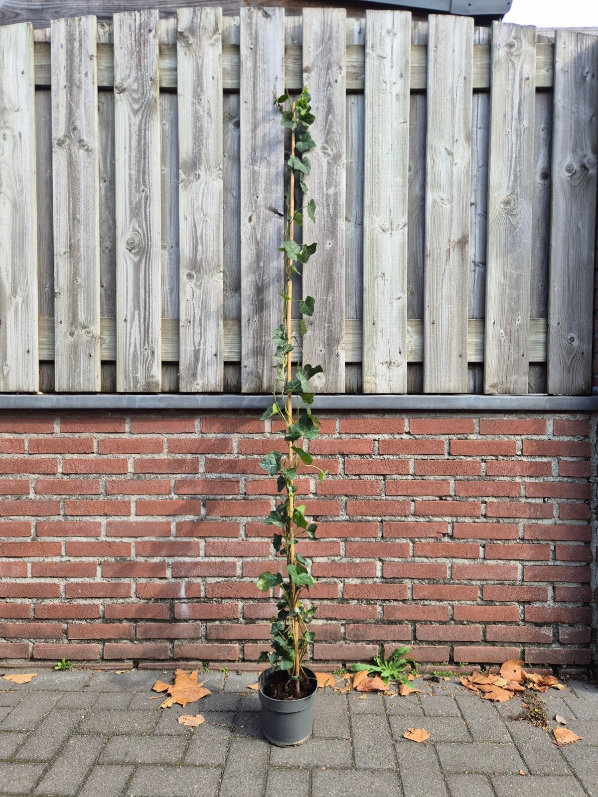 Hedera hibernica (Ierse klimop) 150-175cm - 17 stuks, Tuin en Terras, Ophalen, Vaste plant, Bloeit niet, Halfschaduw