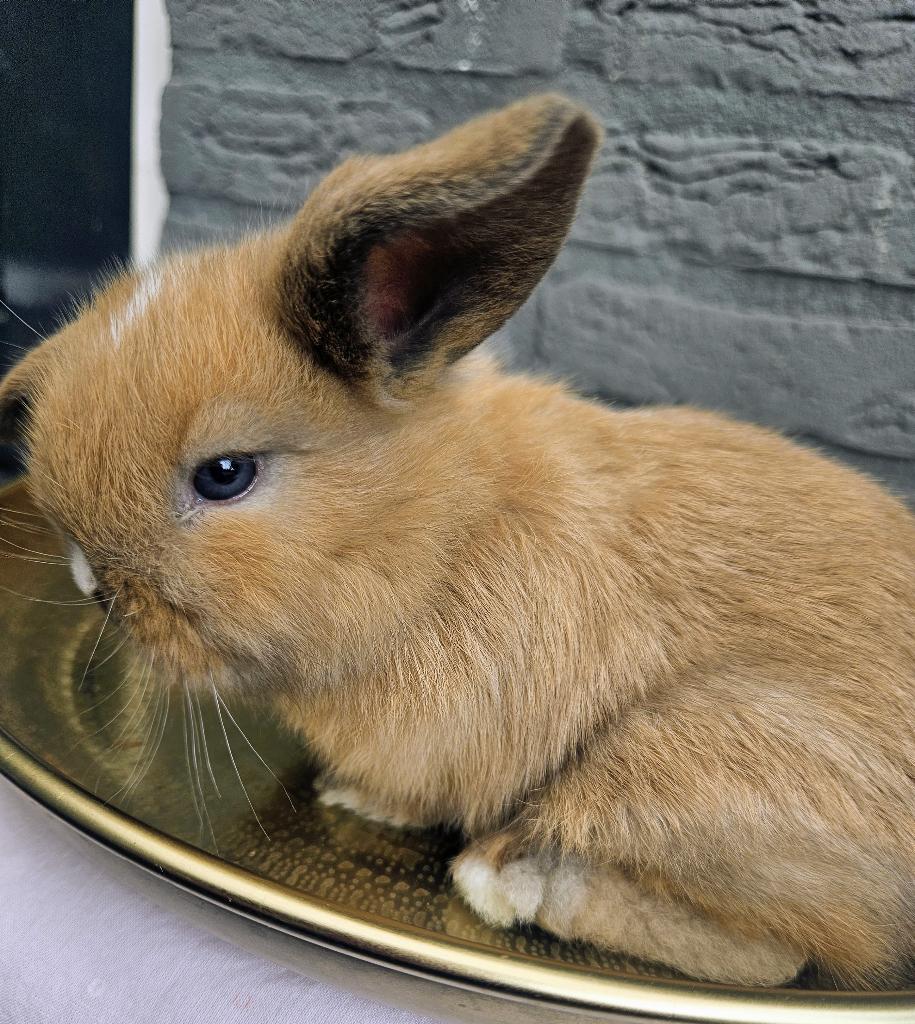 Lieve minilop ram, Dieren en Toebehoren, Konijnen, Mannelijk, Dwerg, 0 tot 2 jaar
