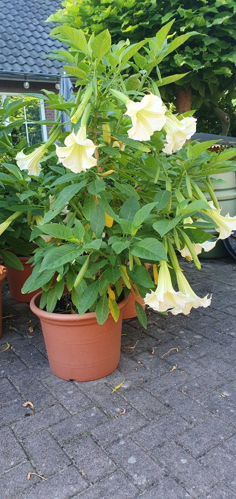 Brugmansia's (Engelentrompet), Volle zon, Vaste plant, Zomer, Ophalen