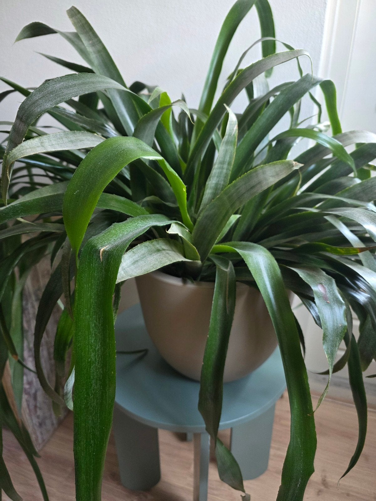 Grote groene kamerplant in pot, makkelijk te onderhouden, Ophalen, 100 tot 150 cm, Overige soorten, Halfschaduw