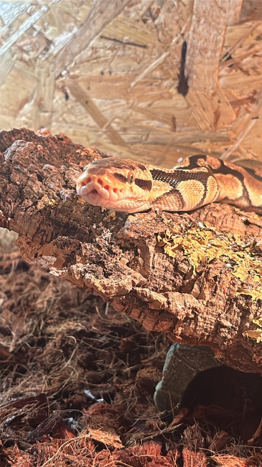 Koningspython met terrarium Ball Python photo 2
