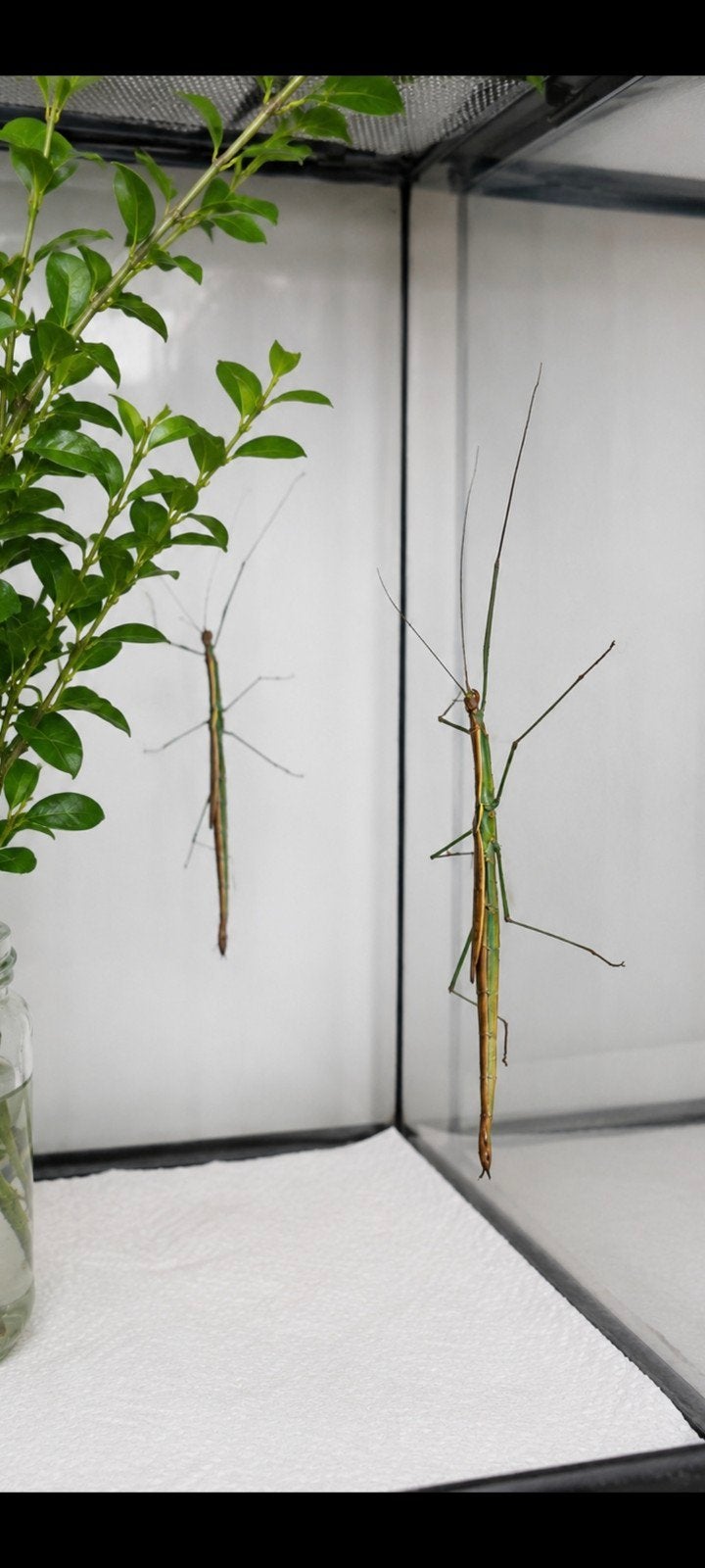 Eitjes wandelende tak: Lamachodes sp "Bokor", Wandelende tak
