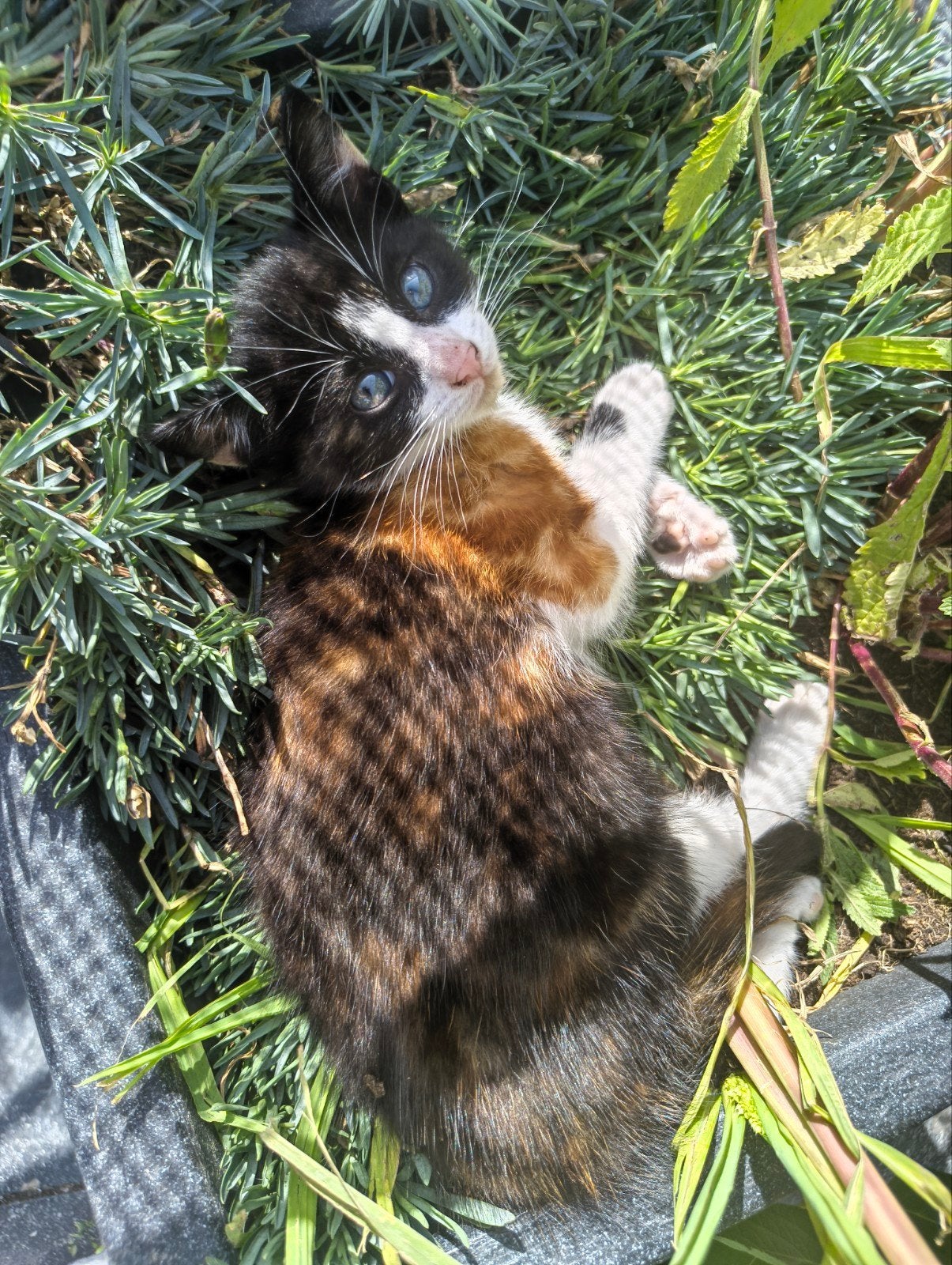 3 lieve kittens