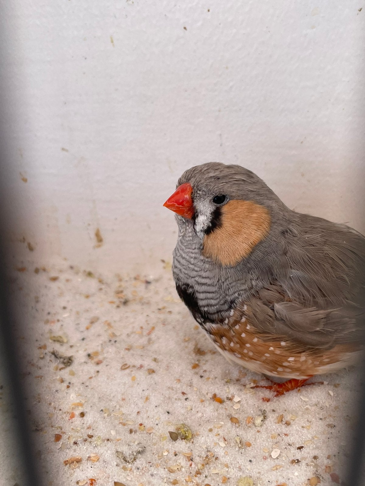Pastel grijze zebravinken, Meerdere dieren